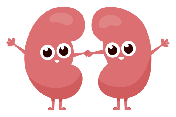 A Cartoon Kidney Embroidery Design with Practical Charm